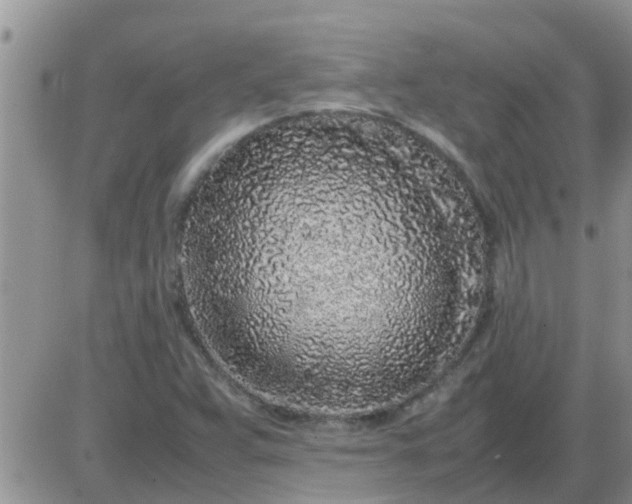 X0000085311359200703231913