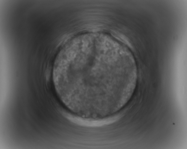 X0000085310018200703302032