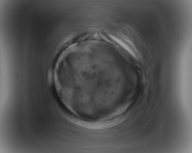 X0000085310019200703302032