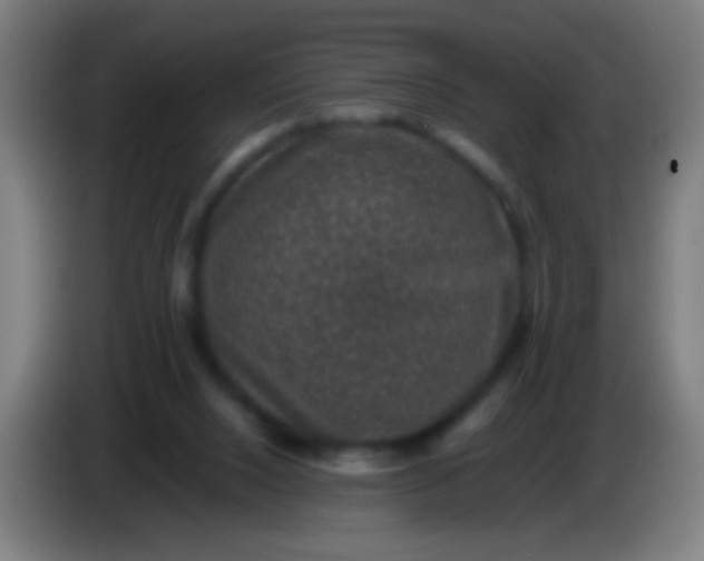 X0000085310064200703302031