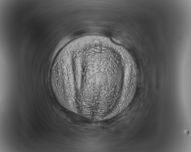 X0000085310099200703302031