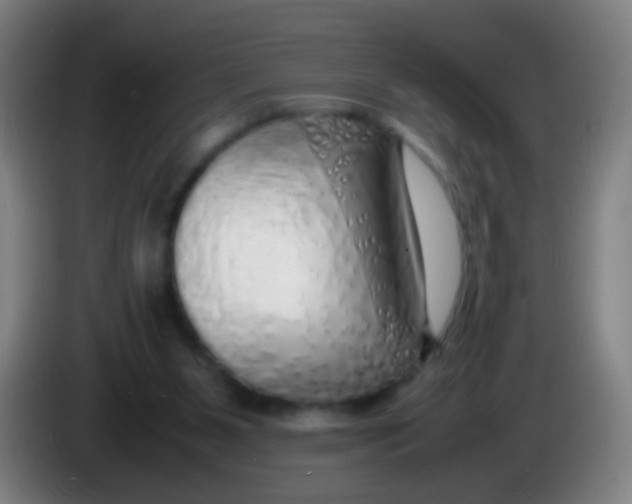 X0000085310111200703302031