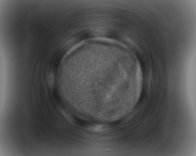 X0000085310130200703302031