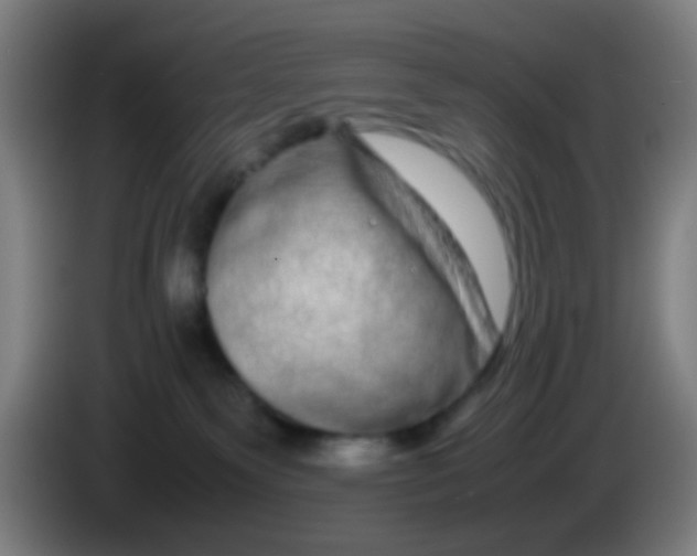 X0000085310135200703302031