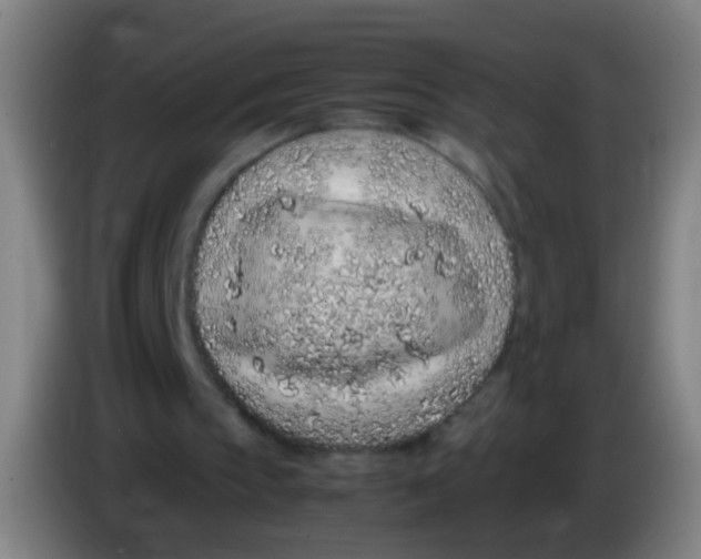 X0000085310145200703302030