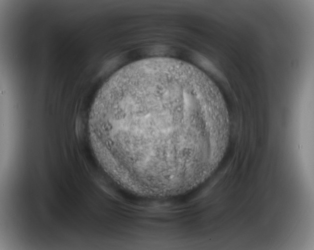 X0000085310165200703302030