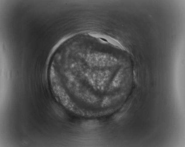 X0000085310196200703302030