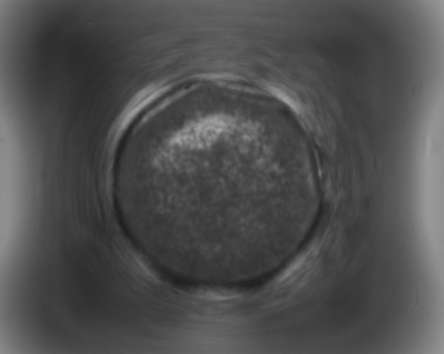 X0000085310199200703302030