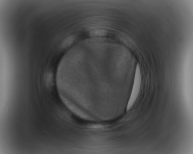 X0000085310224200703302029