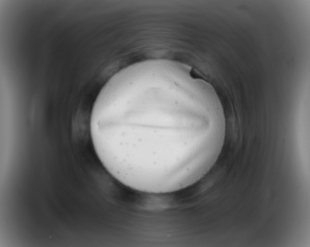 X0000085310234200703302029