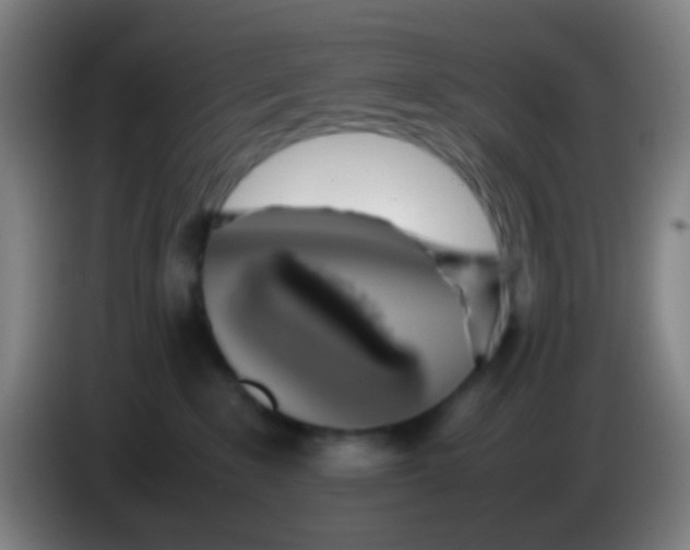 X0000085310235200703302029