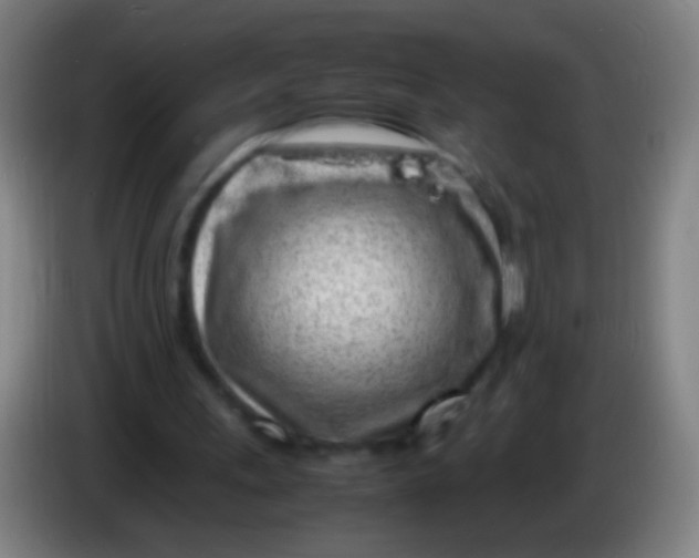 X0000085310243200703302029