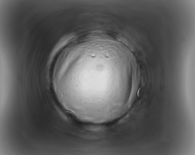 X0000085310245200703302029