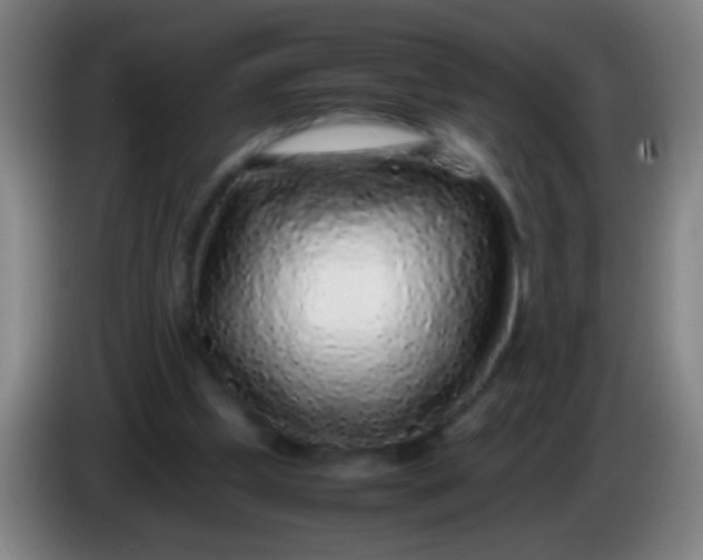 X0000085310249200703302029