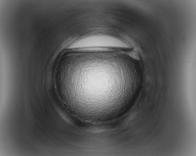 X0000085310250200703302029