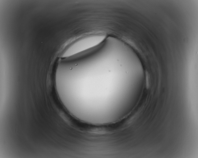 X0000085310252200703302029