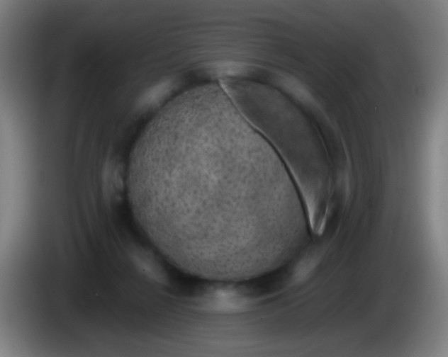 X0000085310264200703302029