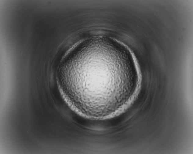 X0000085310267200703302029