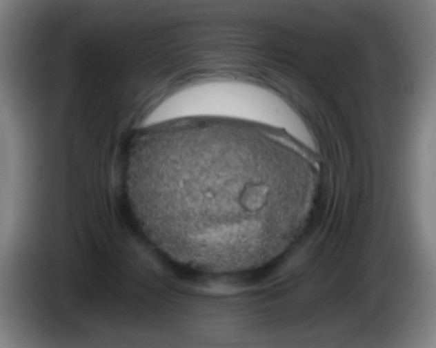 X0000085310268200703302029