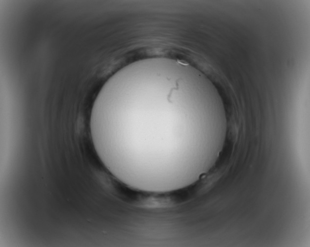 X0000085310270200703302029