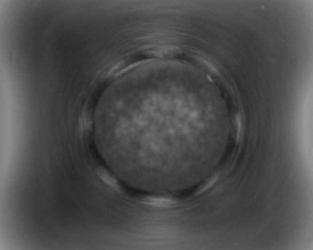 X0000085310284200703302029