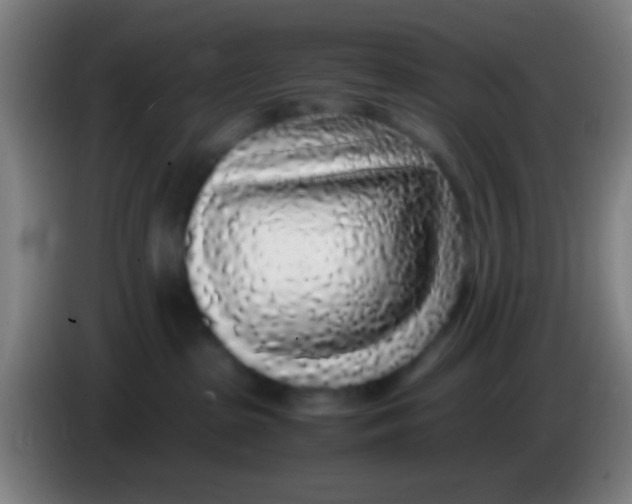 X0000085310285200703302029