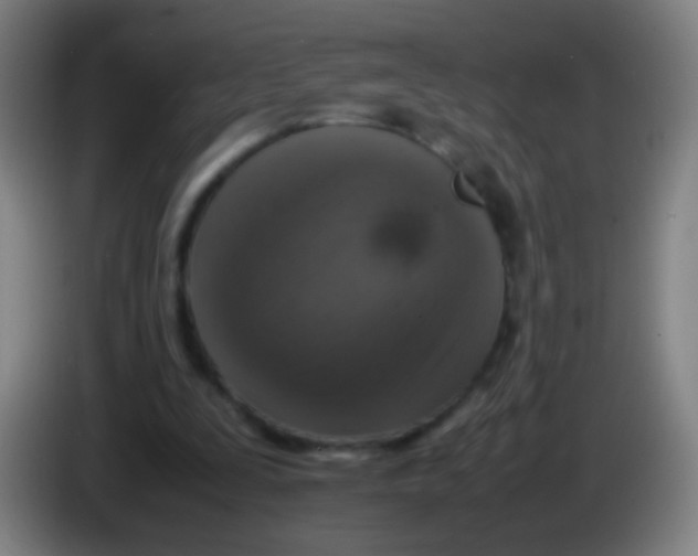 X0000085310295200703302028