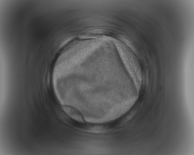 X0000085310301200703302028