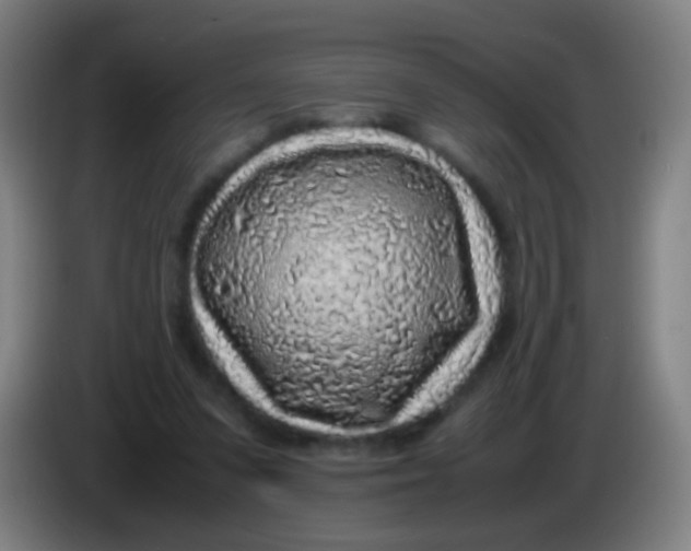 X0000085310303200703302028