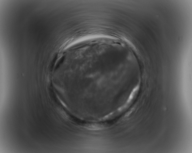 X0000085310305200703302028