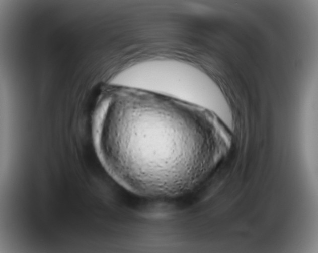 X0000085310319200703302028