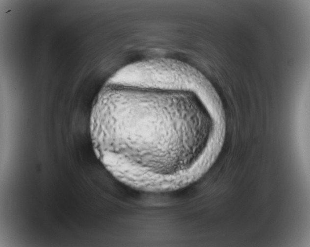 X0000085310331200703302028