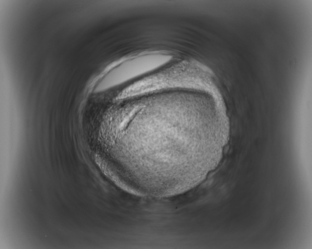 X0000085310337200703302027