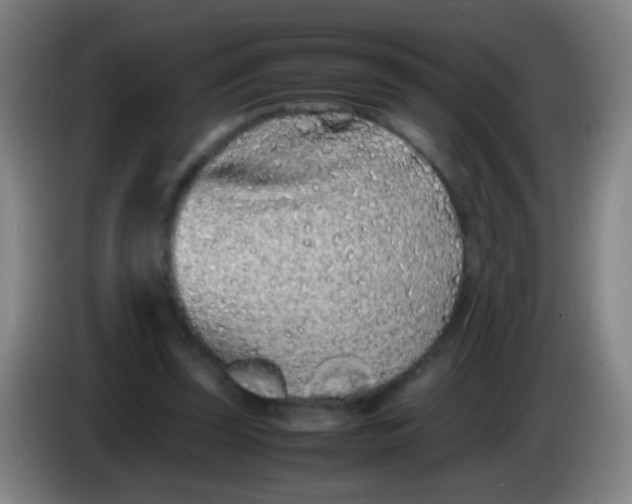 X0000085310347200703302027