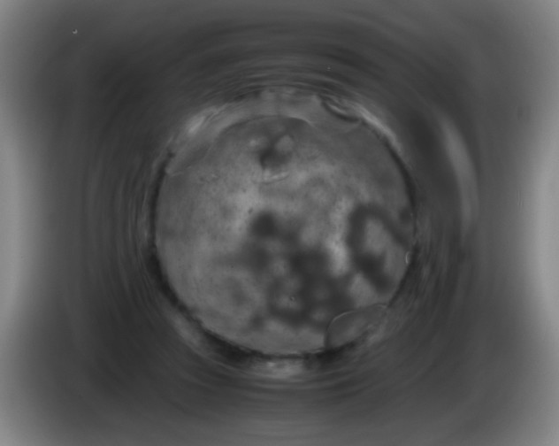 X0000085310353200703302027