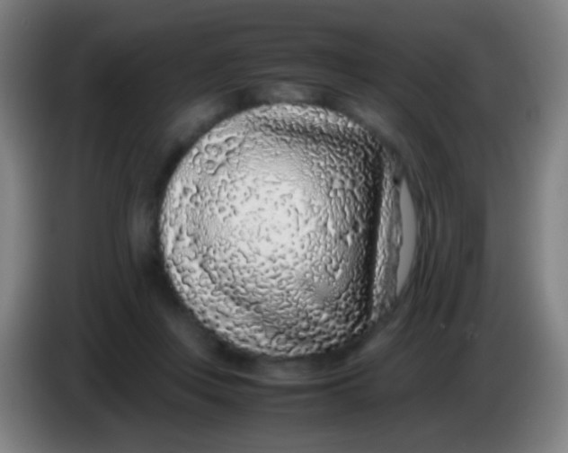 X0000085310359200703302027