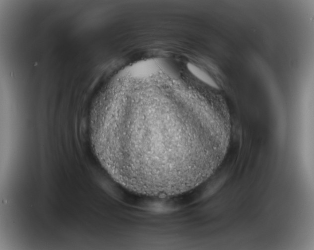 X0000085310365200703302028