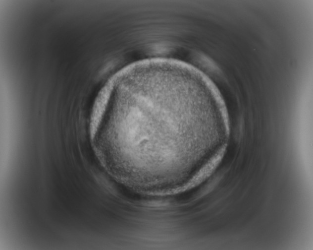 X0000085310366200703302028