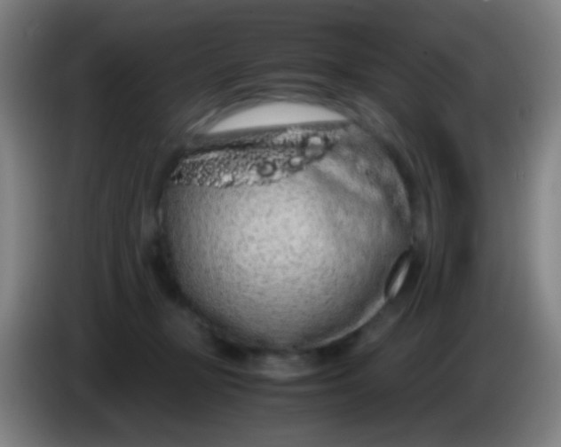 X0000085310367200703302028