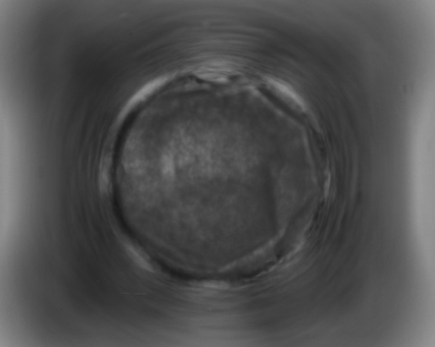 X0000085310392200703302027