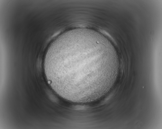 X0000085310394200703302027