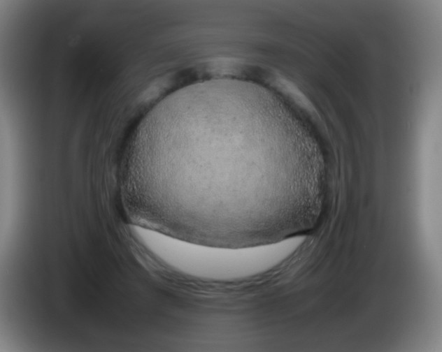 X0000085310401200703302027