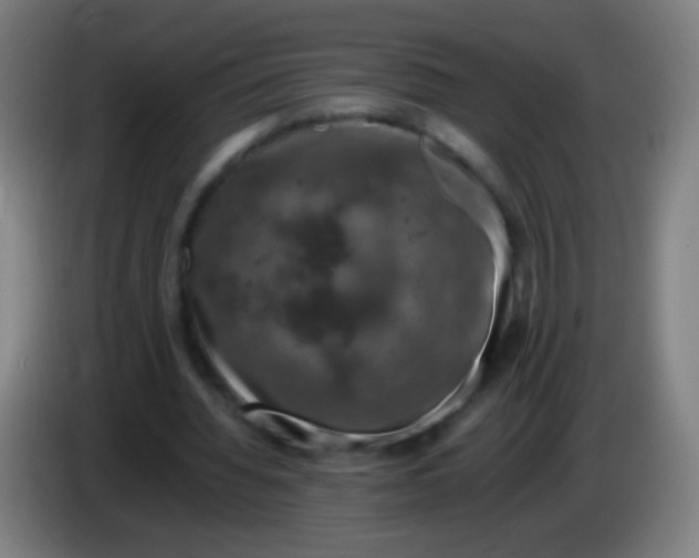 X0000085310436200703302026