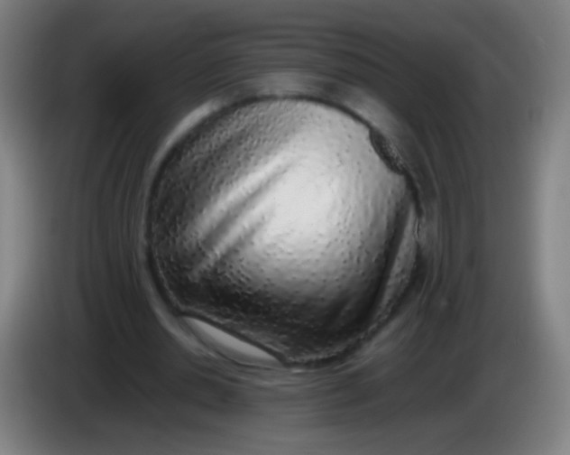 X0000085310438200703302026