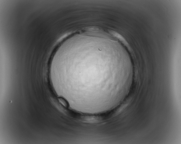 X0000085310439200703302026