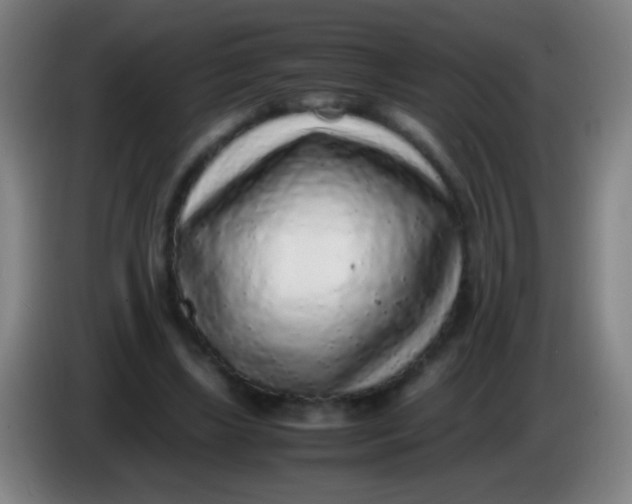 X0000085310443200703302026