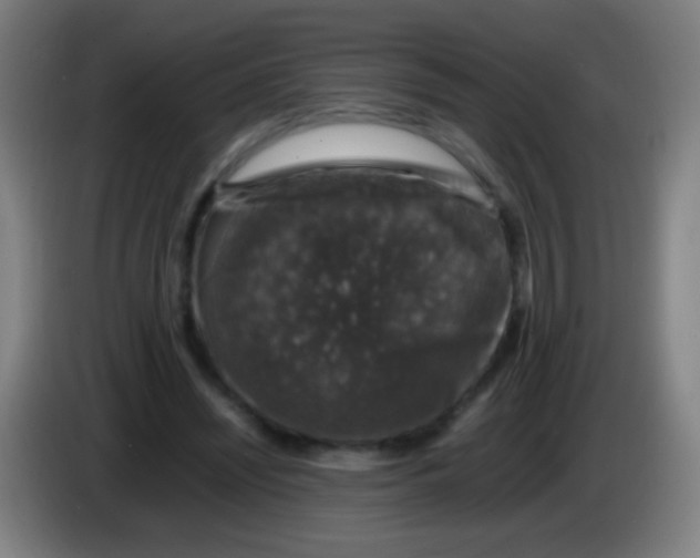 X0000085310444200703302026