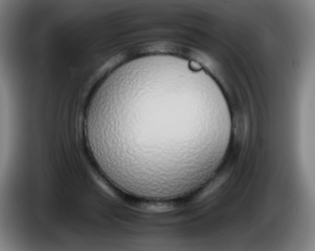 X0000085310445200703302026