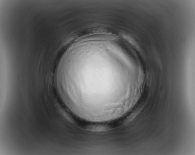 X0000085310449200703302026