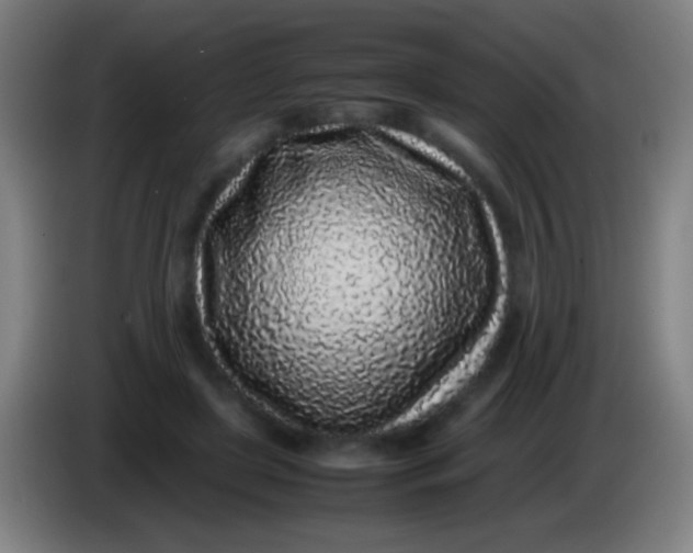 X0000085310451200703302026